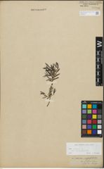 Foto von Salix repens subsp. incubacea (L.) A. Neumann